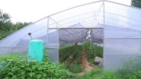 Serre de jardin en film à une seule travée pour l'agriculture avec système de culture hydroponique pour l'agriculture/volaille/légumes/tomates/fraise