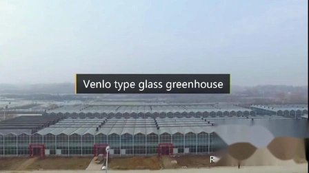 Serre en verre trempé double creux Venlo avec système de culture hydroponique pour légumes/fleurs/tomate/ferme/jardin/restaurant écologique/agriculture